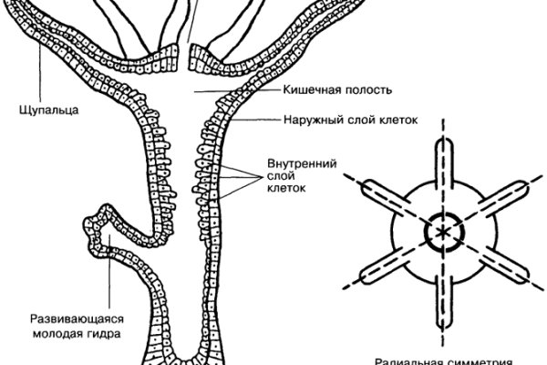 Кракен шоп ссылки