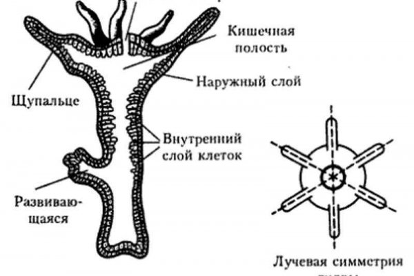 Кракен сайт kr2web in зарегистрироваться